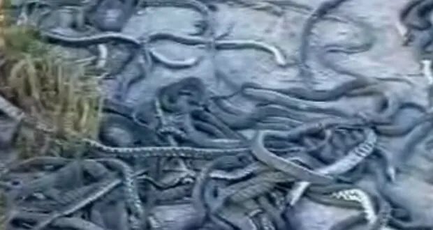 صياد من الحسكة يصطاد 200 أفعى سامة بدلاً من السمك!