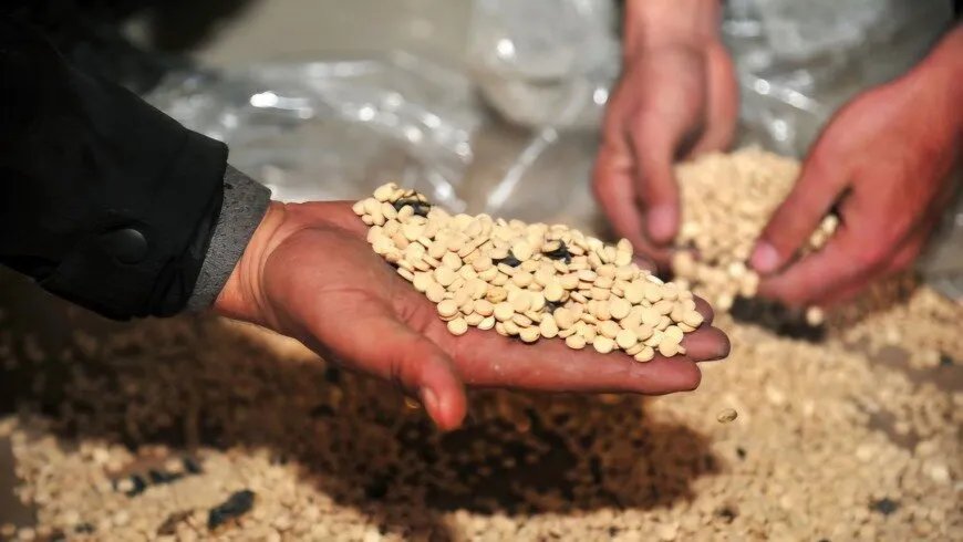 تحت ستار النساء والمستندات المزورة: إيران تعيد إحياء تجارة المخدرات في شرق سوريا لتعزيز نفوذها