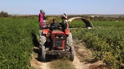 نجاح زراعة الكيوي في إدلب: تحديات تواجه المزارعين وآفاق اقتصادية واعدة