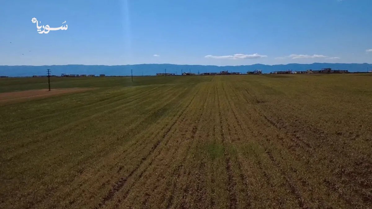 كارثة في سهل الغاب: آلاف الهكتارات من القمح خارج الإنتاج بسبب الجفاف وتدهور الري