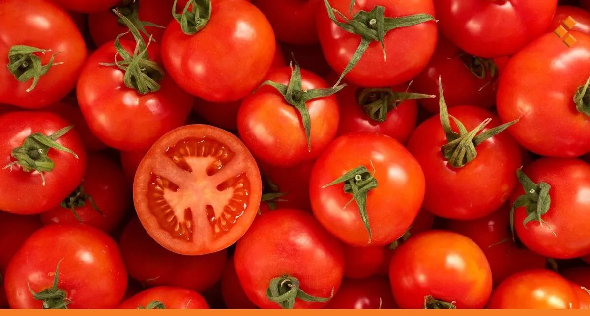 قفزة كبيرة في أسعار البندورة المعدة للتصدير: الكيلو يصل إلى 12 ألف ليرة!