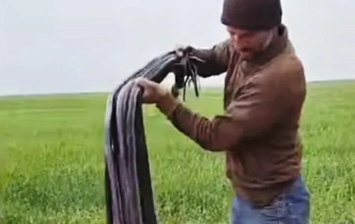 ذعر في ريف حماة بعد العثور على أفاعي سوداء: هل هي سامة وما أنواعها في سوريا؟