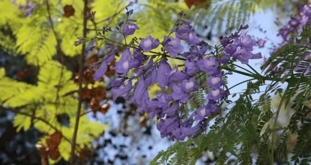 دمشق تتزين بالبنفسج: أشجار الجاكرندا تحول حديقة تشرين إلى لوحة فنية