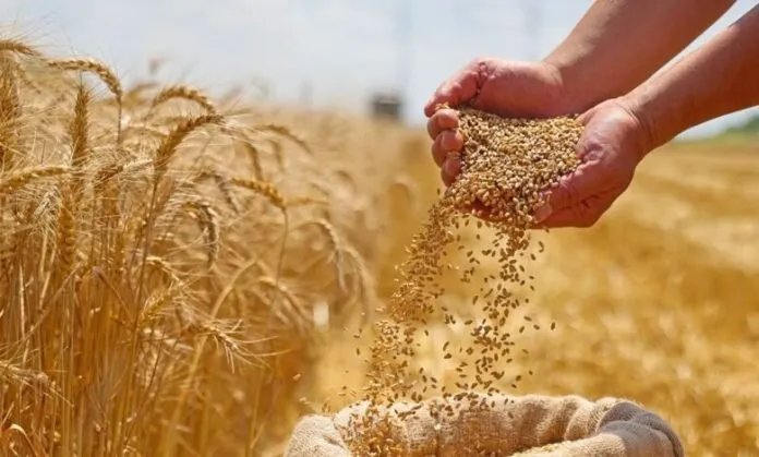 العراق يقدم 220 ألف طن من القمح لسوريا كـ "هدية من الشعب العراقي"