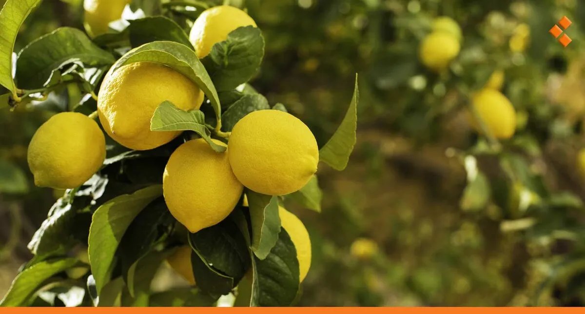 ارتفاع جنوني في أسعار الحمضيات بسوريا: الليمون يصل إلى 14 ألف ليرة.. هل التصدير هو السبب؟