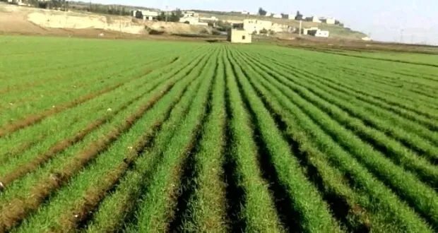 العودة إلى الزراعة: هل تكون الحل لإنعاش الاقتصاد السوري وتحقيق الأمن الغذائي؟