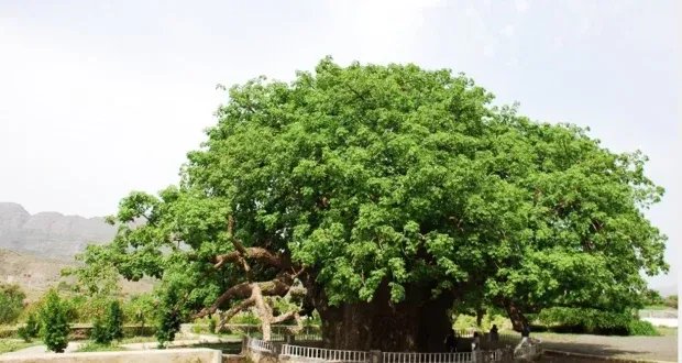 اليمن تتحرك لإنقاذ "شجرة الغريب": أقدم معالم الجزيرة العربية مهددة بالاندثار