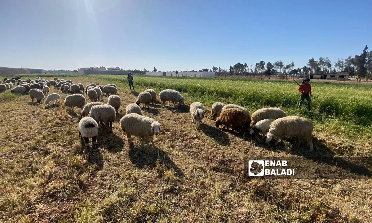 انتعاش قطاع الثروة الحيوانية في سوريا: السماح بالتصدير يعوض خسائر المربين ويحد من التهريب