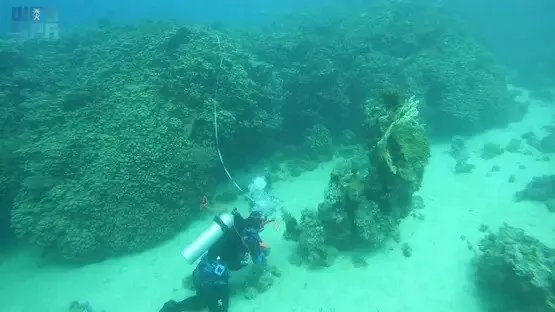 كنز في أعماق البحر الأحمر: اكتشاف مستعمرة مرجانية عمرها 800 عام قبالة سواحل السعودية