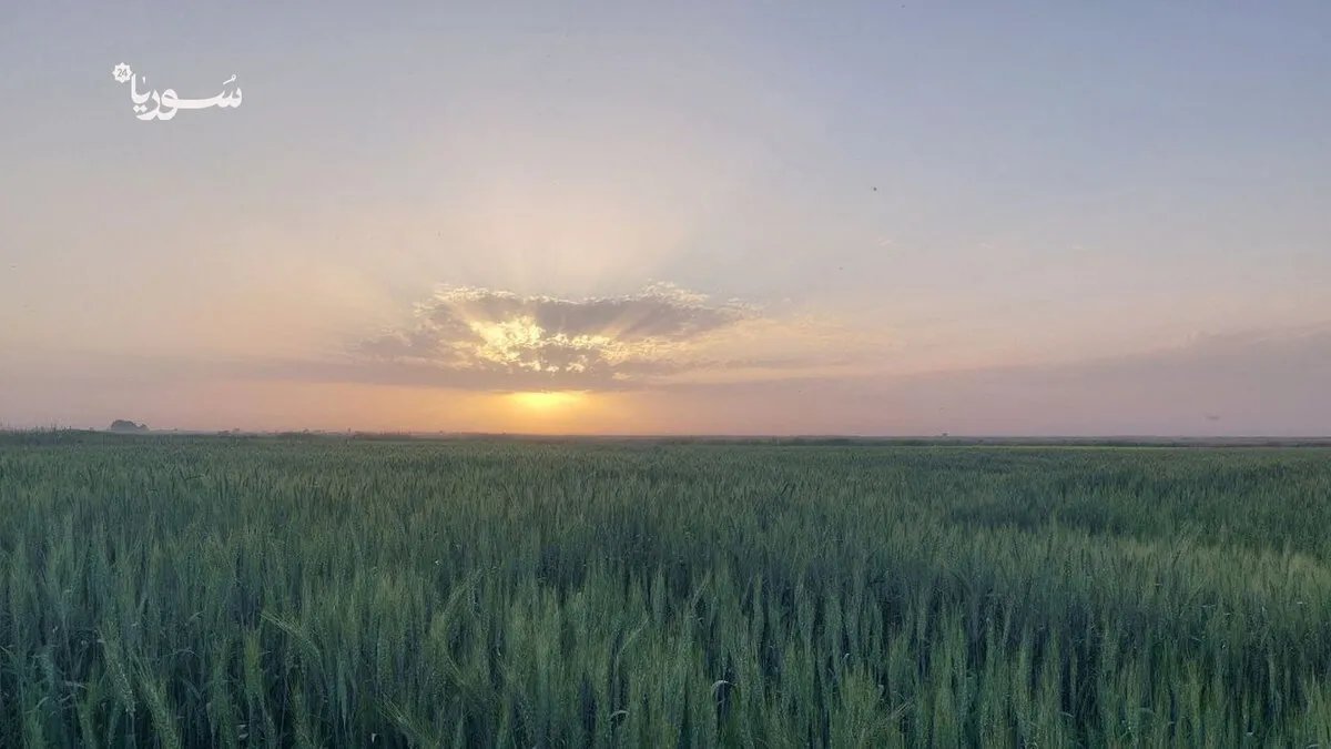 الرقة: تفشي حشرة السونة يهدد محصول القمح والمزارعون يستغيثون