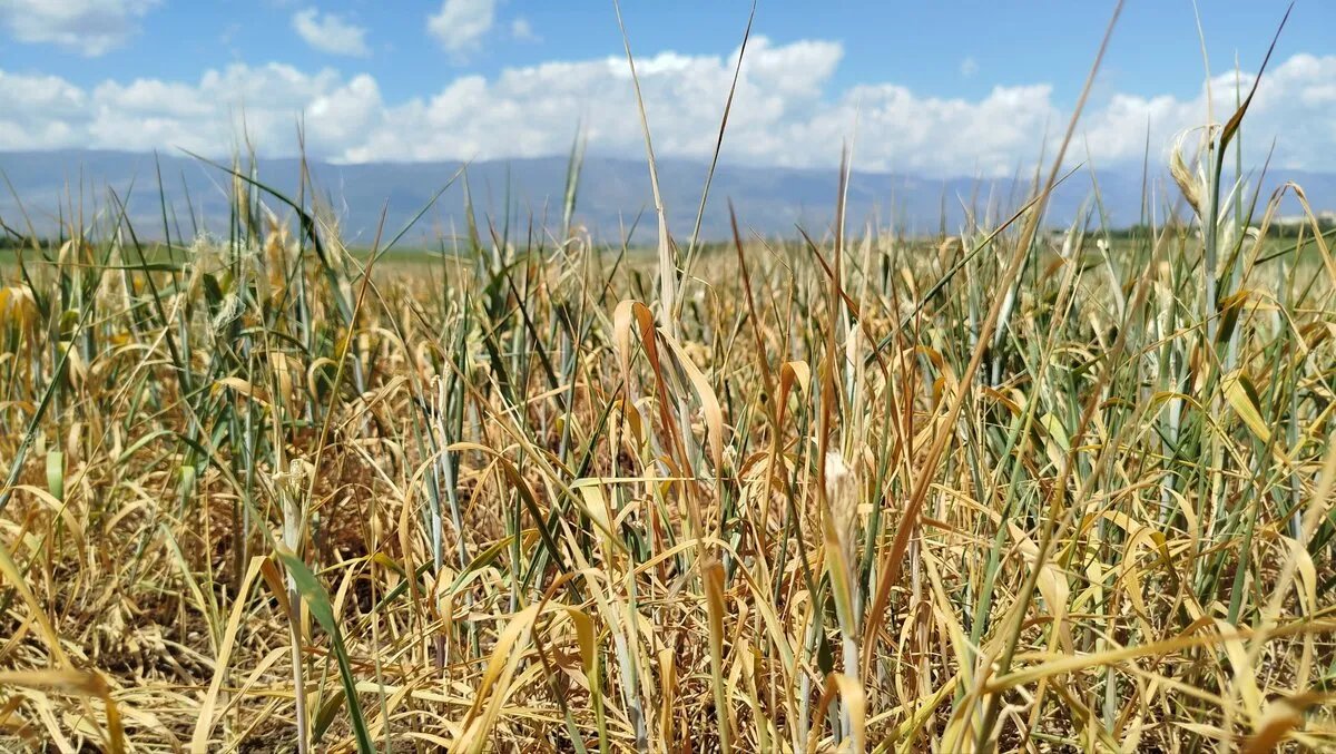 جفاف يضرب حماة: محصول القمح في خطر وخسائر فادحة للمزارعين