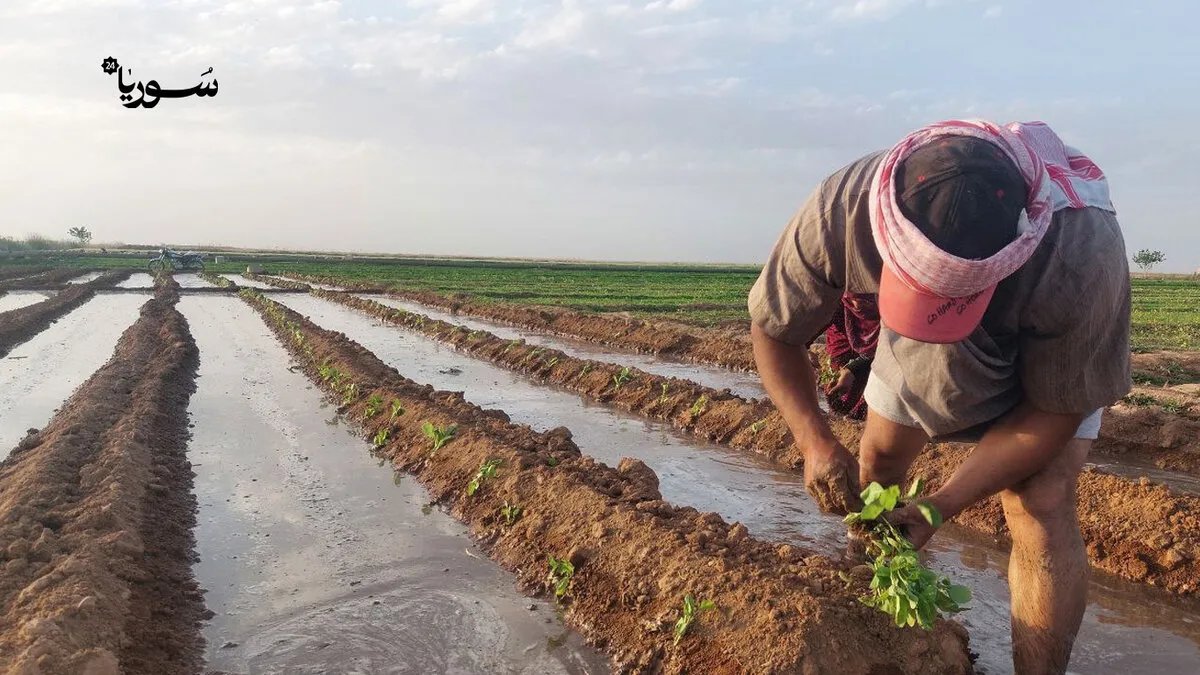 في الرقة: حدائق المنازل.. ملاذ العائلات ومصدر رزق في ظل الأزمة الاقتصادية