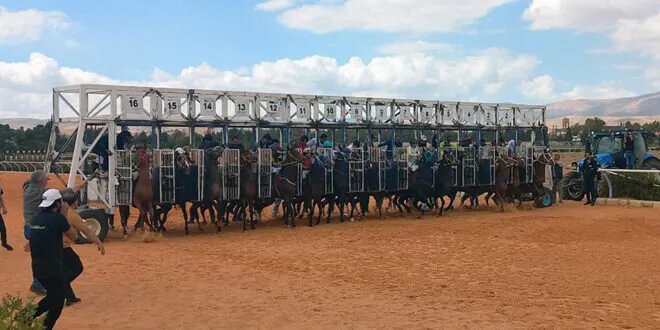 إثارة وتنافس: انطلاق فعاليات السباق الدوري الثاني للخيول العربية الأصيلة بمشاركة 64 جوادًا